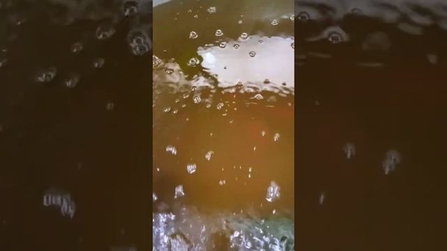 Живая черная львинка может представлять опасность для животных. смотреть онлайн