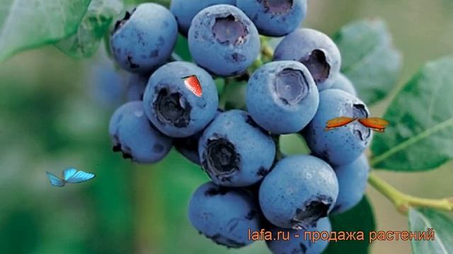 Голубика высокорослая Голдтраубе 71 ? обзор: как сажать, саженцы голубики Голдтраубе 71 смотреть онлайн