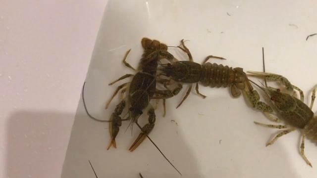 Раки в ванной смотреть онлайн