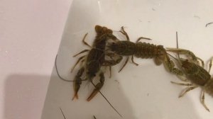 Раки в ванной