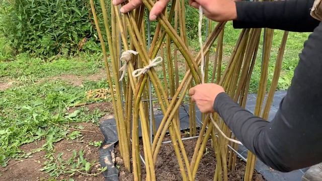 Русская ива. Мастер-класс. Живая беседка своими руками. смотреть онлайн