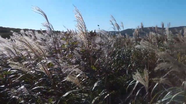 Остров Русский. смотреть онлайн