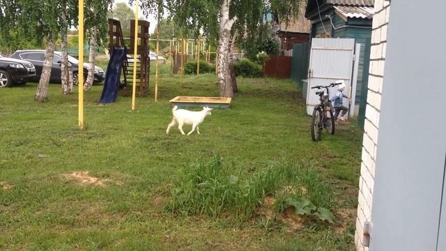 Андрейка играет в догонялки с соседским козлом смотреть онлайн