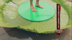 Листья плавающие в воде могут загрузить 70 кг?
