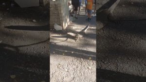Варан на прогулке