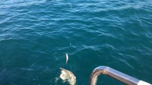 Ловля ската в Черном море
