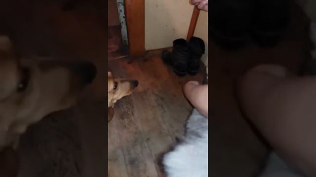 Кошка с собакой едят банан смотреть онлайн