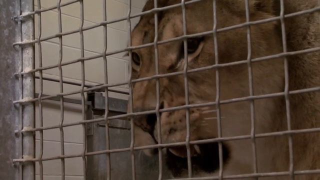 The Keepers: Sneak Preview смотреть онлайн