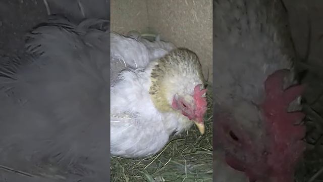 Курица села парить яйца часть 1