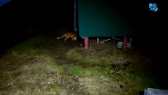 Храбрый лис на карнизе реки Бзерпь. Красная поляна, Сочи. Осень, 2023 смотреть онлайн