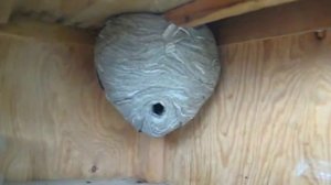 Большое осиное гнездо