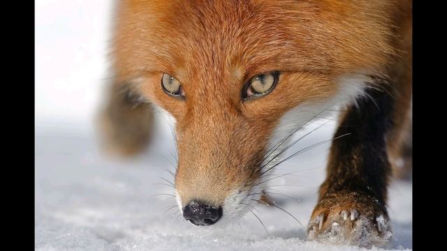 LJ150123 051 sergeydolya Несколько фактов о лисах смотреть онлайн