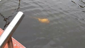 Сома за брюхо на Ладоге