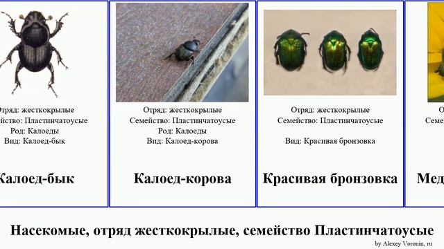 Насекомые, отряд жесткокрылые, семейство Пластинчатоусые бронзовка insect Хрущ мраморный мраморная