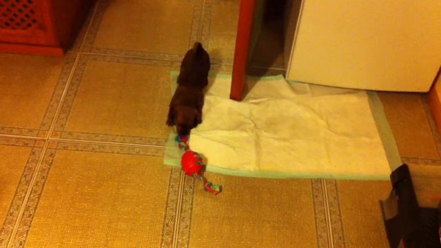 Новая игрушка смотреть онлайн