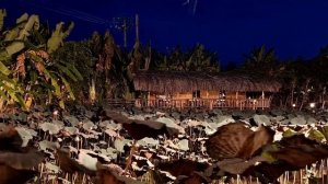 Где вкусно поесть в Нячанге. Вьетнам