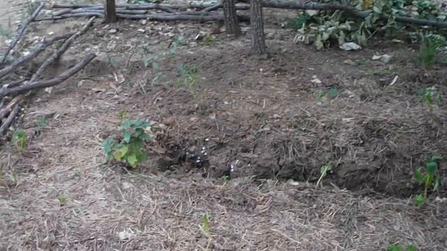 Наш неправильный огород, земледелие без полива - возможно ли это? смотреть онлайн