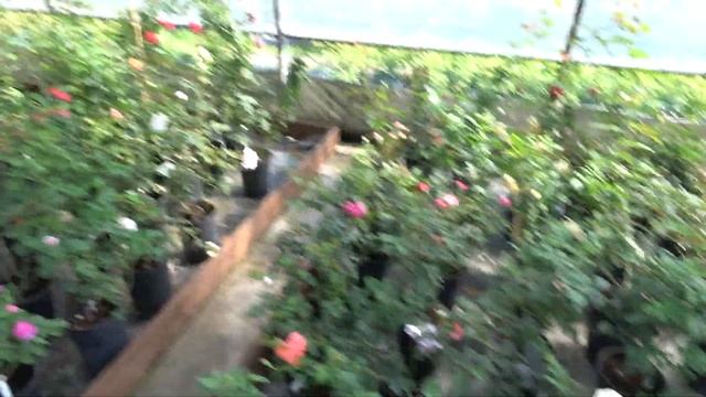 Поездка в питомник-садовый центр и покупка оттуда. Неопознанная роза наконец приобрела имя.