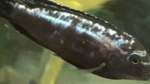 СПАС РЫБОК ОТ НЕМИНУЕМОЙ ГИБЕЛИ!!! ЦИХЛИДЫ. ЗЕБРА. ОБЗОР.