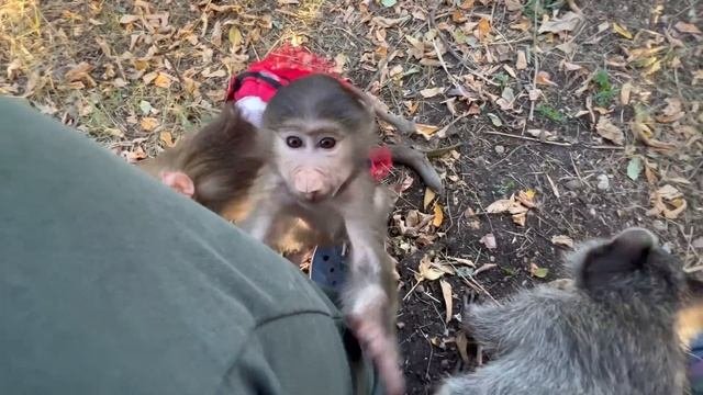 Оксана Олеговна приехала в парк, а ПРАВИЛЬНЫЕ ЛЮДИ зовут Олега Зубкова на помощь!