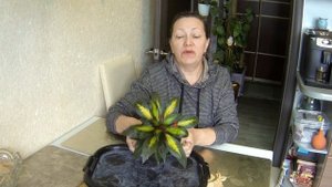 БАЛЬЗАМИН Новогвинейский. Болталка. Теплички.
