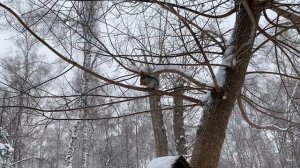 Красивое видео снегопада в парке с белками | Beautiful video of snowfall