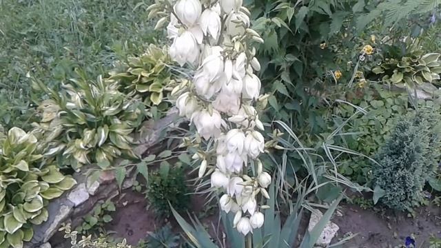 Юка нитчаста смотреть онлайн