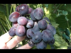 Виноград 2023. Энергодар впечатляет