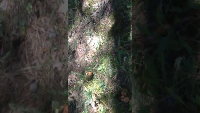 грибы в лесу - маслята растут друг на друге!lots of suillus at a small place смотреть онлайн
