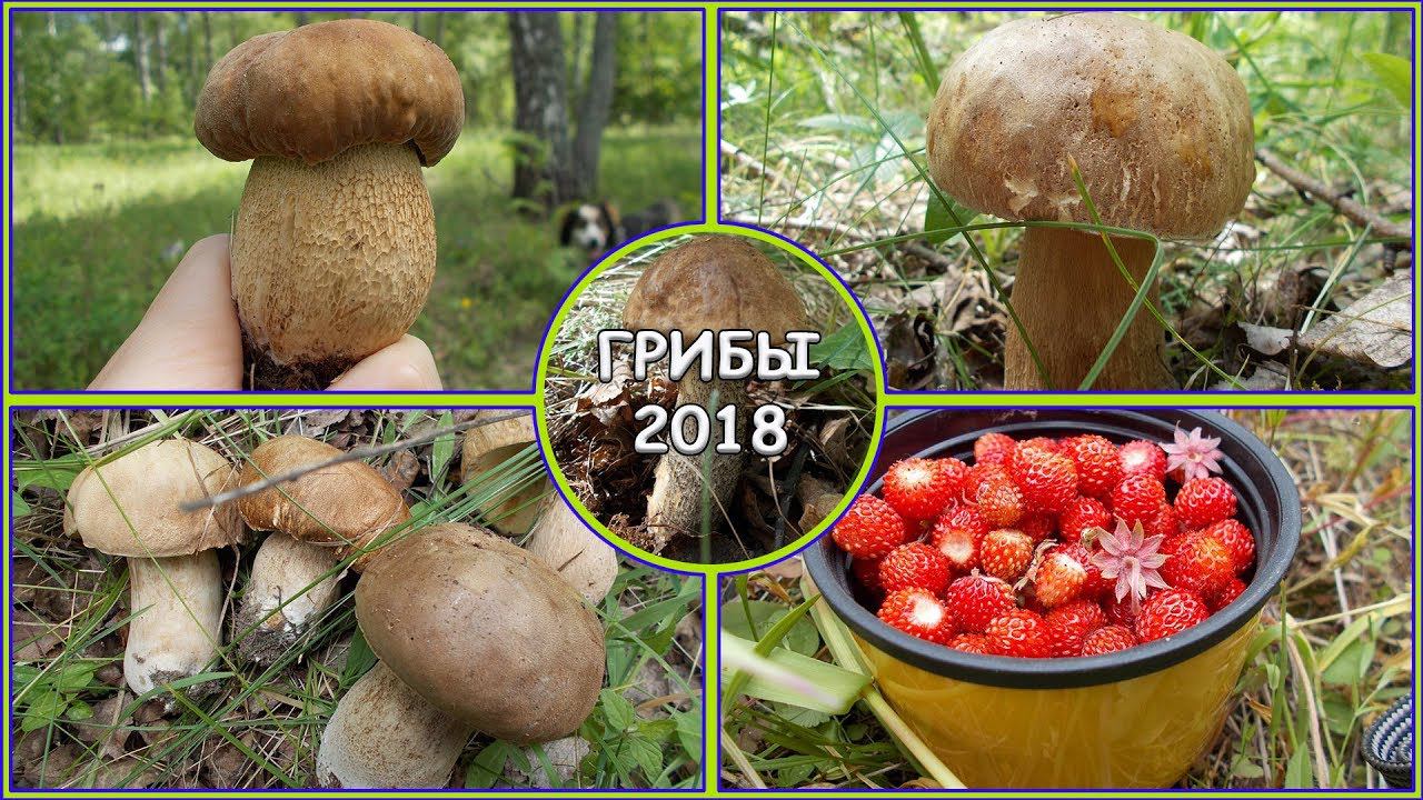 За белыми грибами! // Полевая ягода // Жизнь в деревне