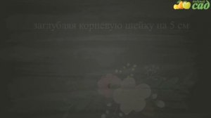 Посадка калины - как правильно посадить калину