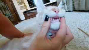 Как меняются зубы у котенка мейн-куна