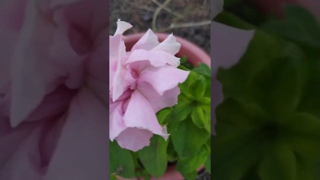 Махровая петуния. Цветы в ноябре.