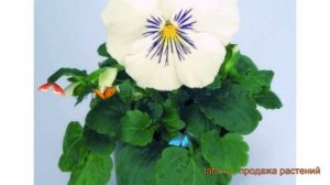 Виола крупноцветковая Вайт 🌿 крупноцветковая виола Вайт обзор: как сажать, семена виолы Вайт