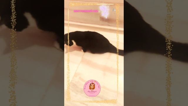 ? Как играет чудесный маленький спинальник Тедди ? милейший цап-цап-завр ?