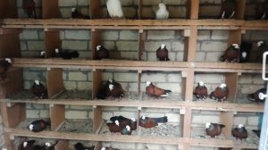 Голуби редкой породы. / Rare breed pigeons /