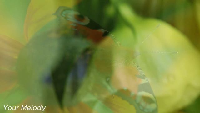 послушайте эту музыку вам станет легче! лечит душу и полезно для сердца🌿Сергей Грищук #13