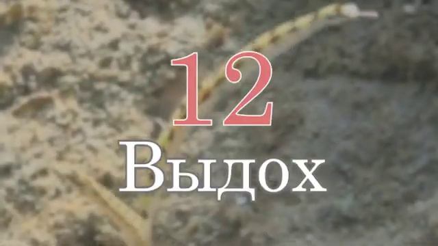 Пранаяма. Таймер дыхания 12-6-12-6.