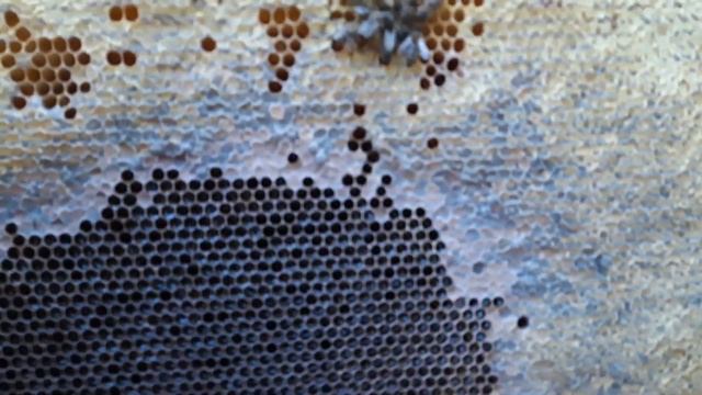 Семья слетела? | Почему? | Заклещенность | 568. 00 смотреть онлайн