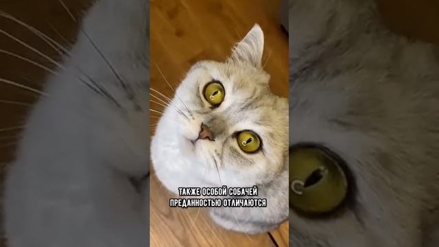 Котопсы или породы кошек,которые характером похожи на собак