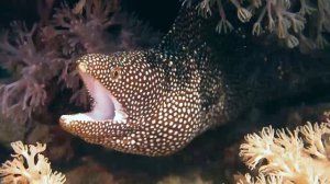 Белоротая мурена (Whitemouth Moray Eel). Дайвинг на Филиппинах 2016.