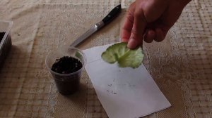Как укоренить лист фиалки