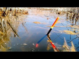 РЫБАЛКА НА ПОПЛАВОК В ЛУЖЕ С КУЧЕЙ РЫБЫ ! КАРАСЬ И КРАСНАЯ РЫБА!