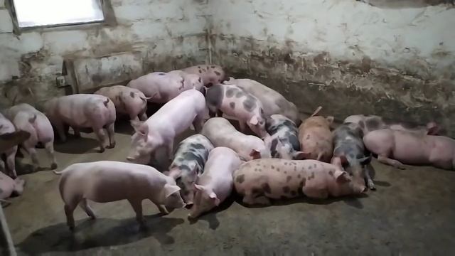 Как Рассчитать Корм На Содержание Свиней.//С Чего Начинать Свиноводство