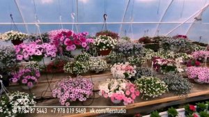 Цветение в питомнике Флер - декоративные растения Симферополь