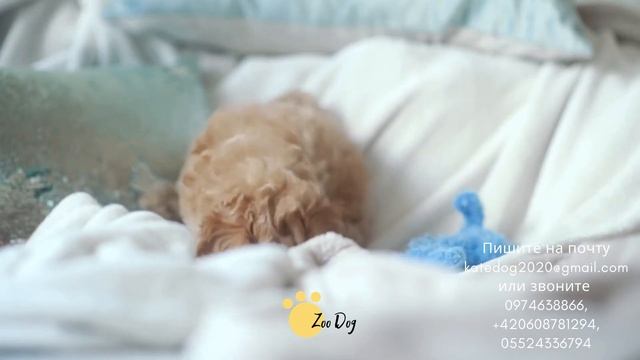 toy poodle puppy, щенок той пуделя, той пудель, пудель, собака, порода пудель, карликовый пудель,