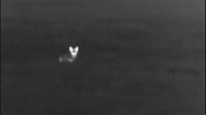 Охота на лис ночью