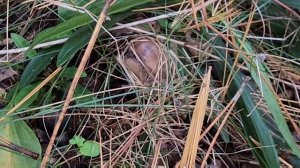 Shaggy Mane Mushrooms (Coprinus Comatus)ដើរដកផ្សិត