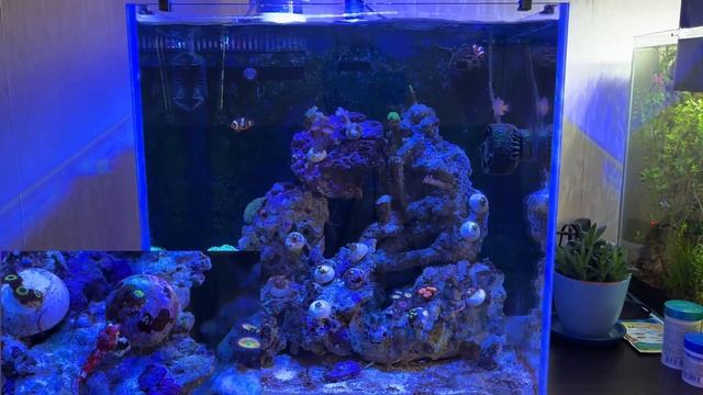 Перезапуск морского аквариума с задним сампом. Часть 3. Мандаринка, креветка-тихоокеанская, улитки. смотреть онлайн