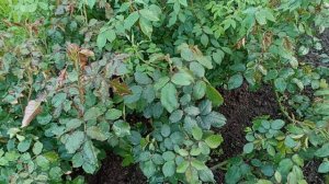 24 мая. Обзор подрастающих роз. Как развиваются питомцы из  Мамарозы и другие 🌱🌱🌱